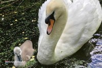 Tierpark in Holland