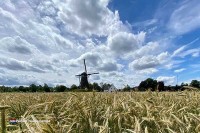 Van Gogh Niederlande