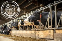 Milchviehhaltung Landgur Kaamps in den Niederlanden besuchen