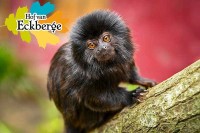 Erlebnispark und Zoo Hof van Eckberge Holland Niederlande