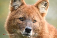 Besonderer Zoo in den Niederlanden besuchen