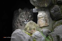 Tierpark Niederlande