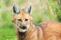 Tierpark Zie-ZOO Niederlande