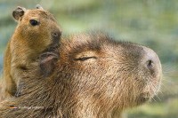 Tierpark Zie-ZOO