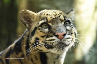 Zoo Niederlande