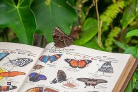 Schmetterlingsgarten Holland