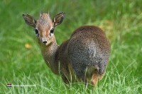 Tierpark Zie-ZOO