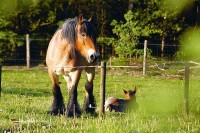 Bauernhof Campingplatz in den Niederlanden