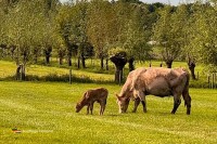 Camping Bauernhof Nordbrabant Niederlande