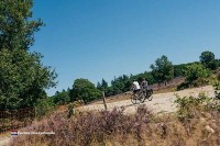 Wald in Drenthe Holland