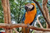 Streichelzoo Kinderbauernhof Niederlande
