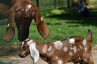 Zoo in Limburg Niederlande