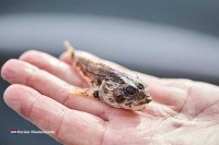 Sportfischen Wattenmeer Holland Niederlande