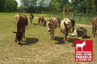 Streichelzoo De Koperen Ezel Veluwe Niederlande