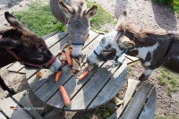 Streichelzoo Veluwe Niederlande